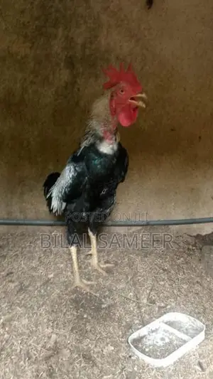 Rooster