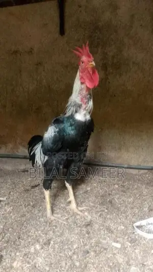 Rooster