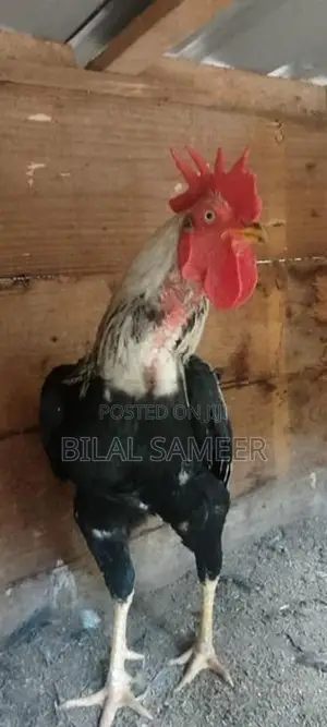 Rooster