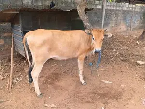 Milk Cow