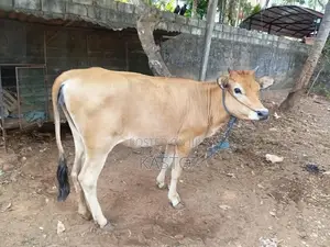 Milk Cow