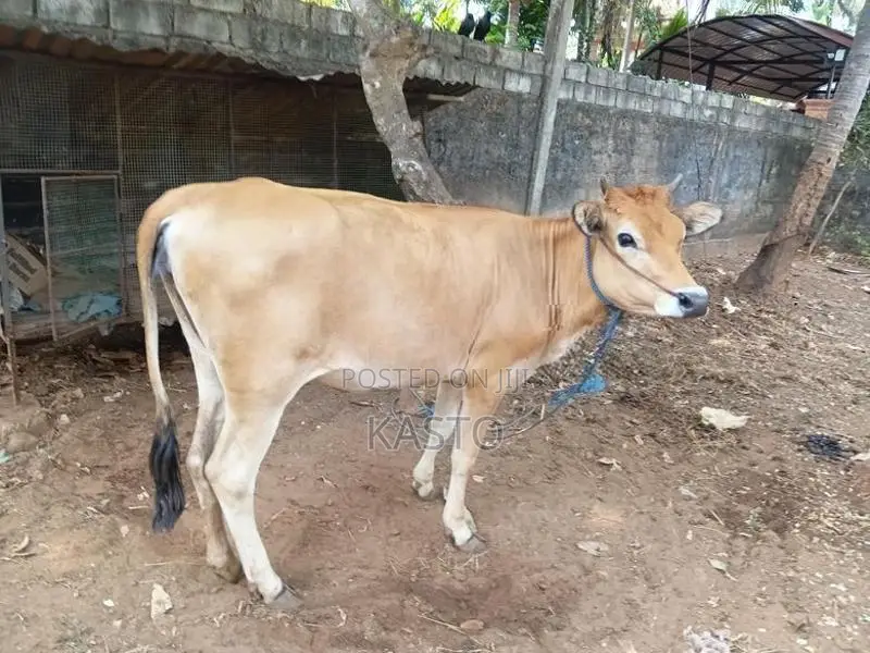 Milk Cow