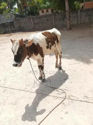 Milk Cow