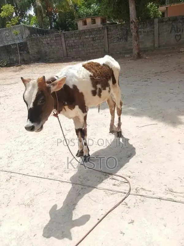 Milk Cow