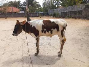 Milk Cow
