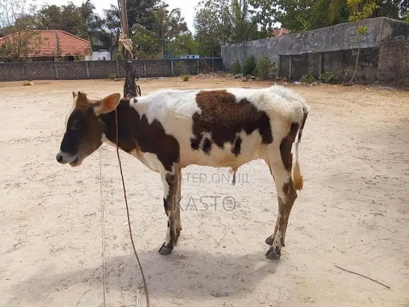 Milk Cow