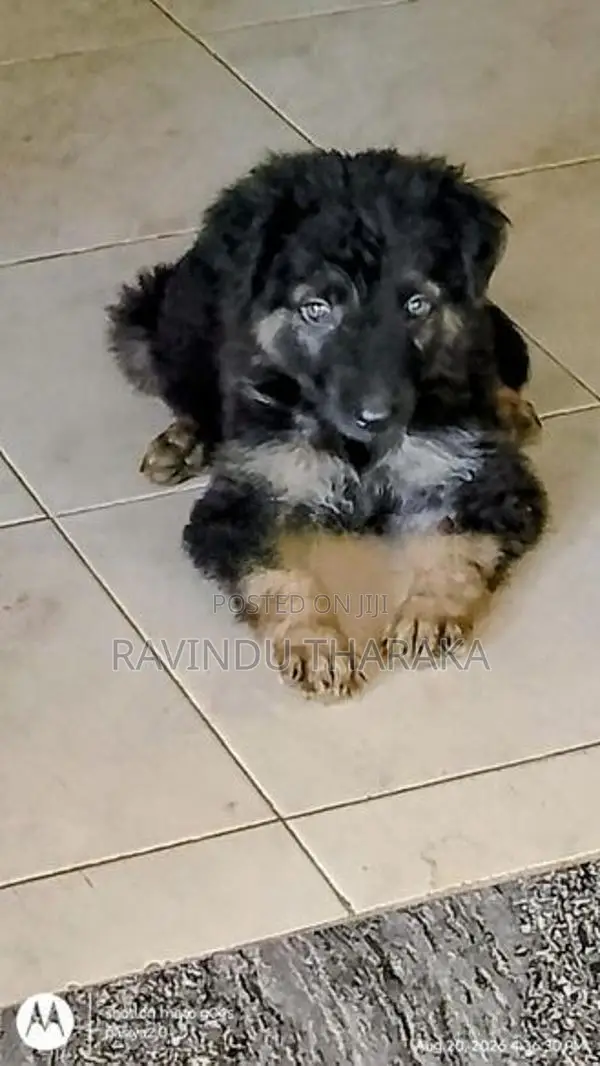 German Shepherd Female Puppy