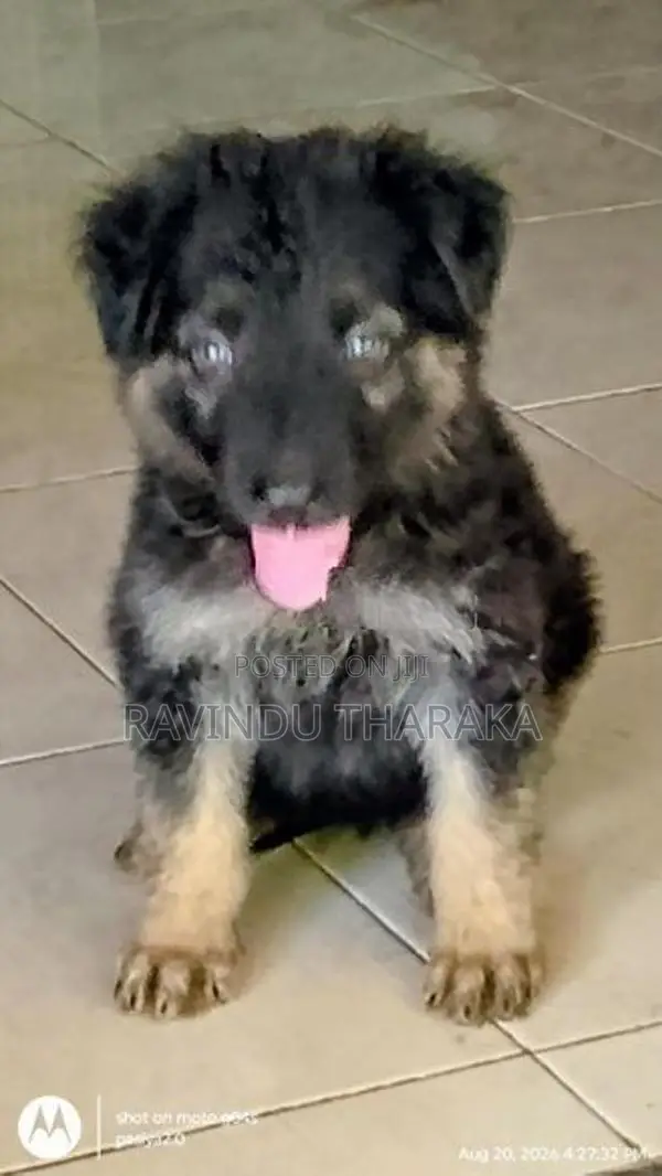 German Shepherd Female Puppy