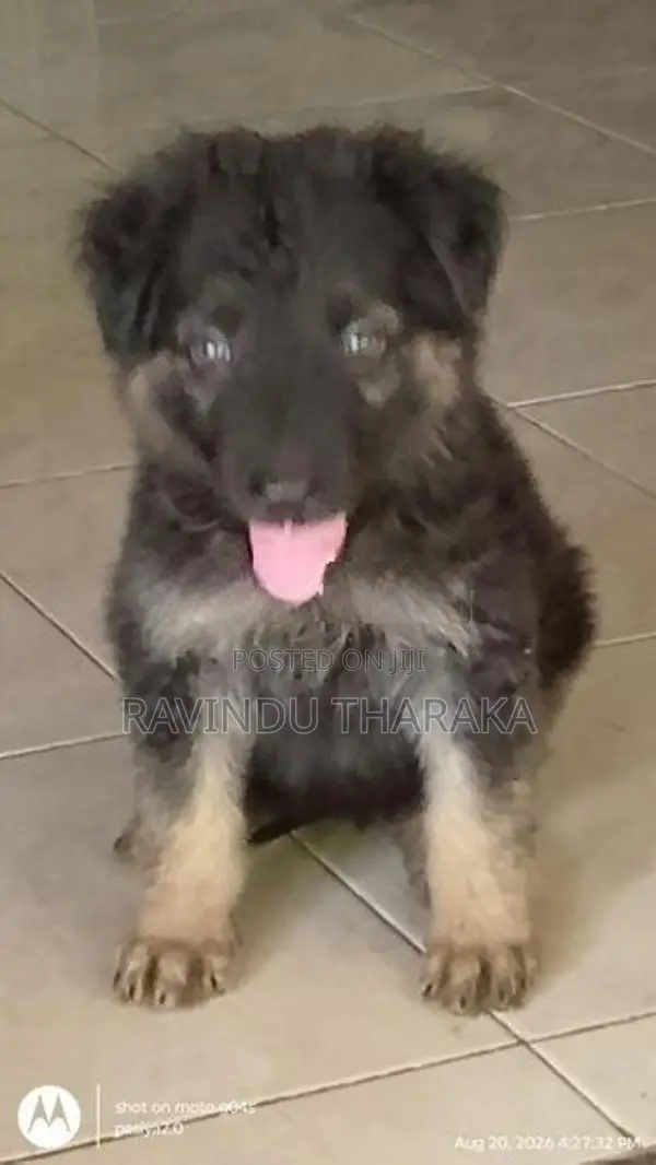German Shepherd Female Puppy