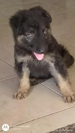 German Shepherd Female Puppy