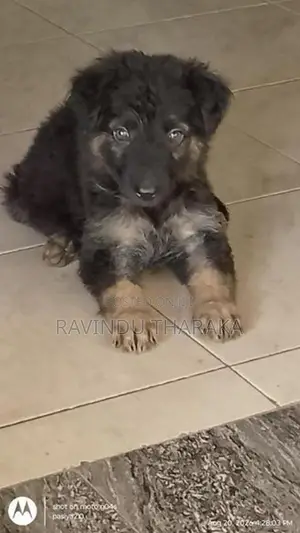 German Shepherd Female Puppy