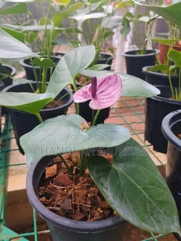 Tesaro Anthurium