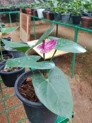 Tesaro Anthurium