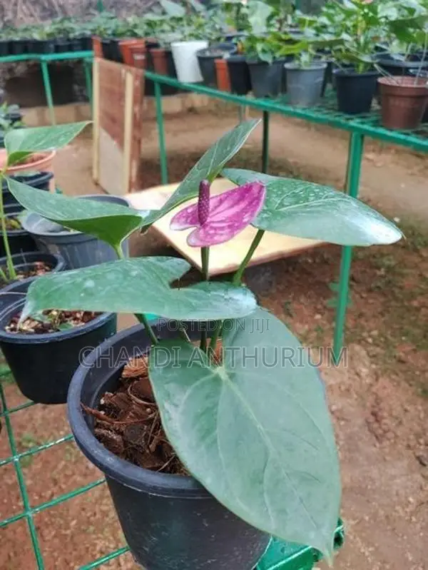 Tesaro Anthurium