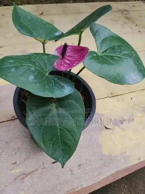 Tesaro Anthurium