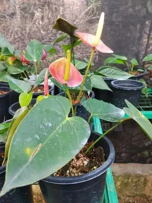 Liviyam Orange Anthurium