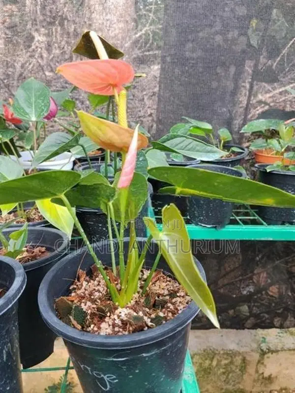 Liviyam Orange Anthurium