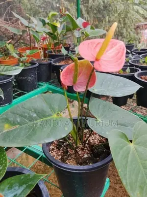 Liviyam Orange Anthurium