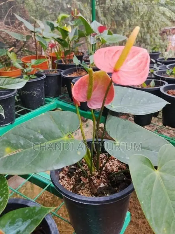Liviyam Orange Anthurium