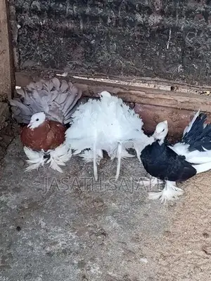 புறாக்கள்