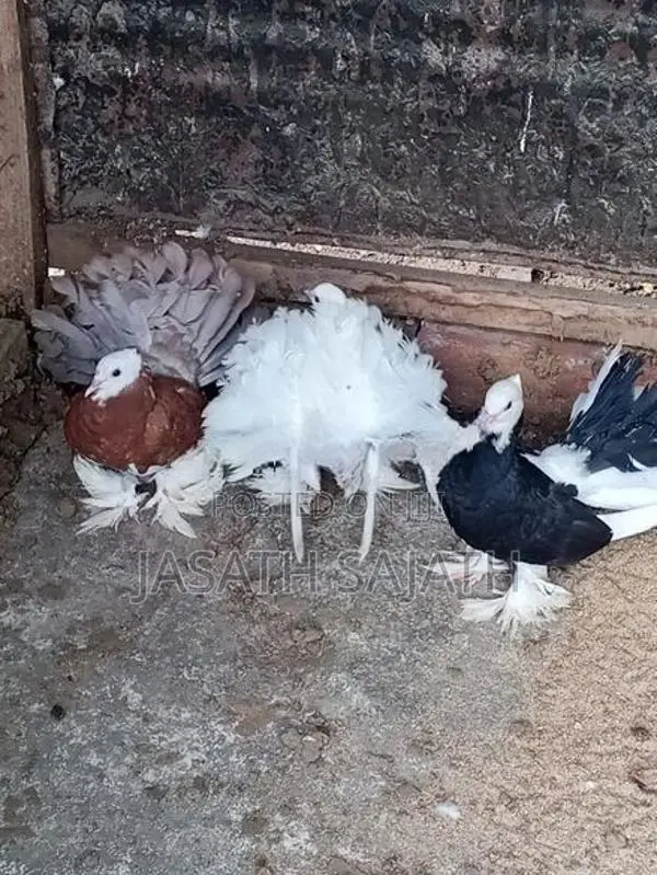 புறாக்கள்