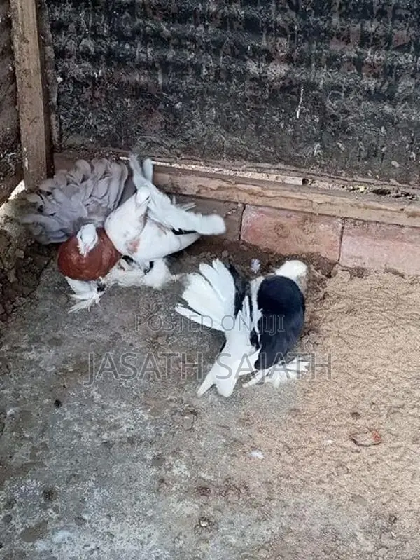 புறாக்கள்