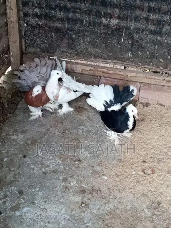 புறாக்கள்