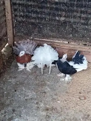 புறாக்கள்