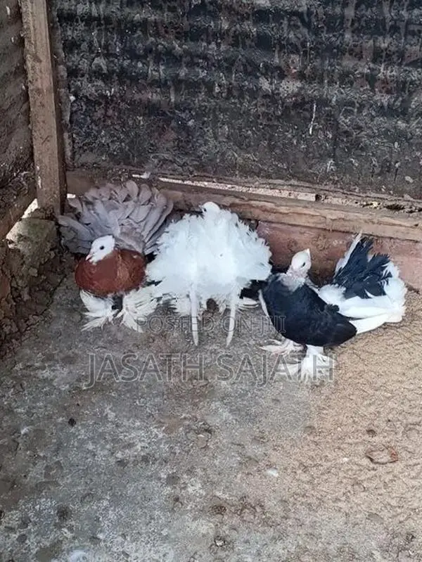 புறாக்கள்