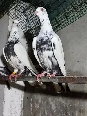 Pigeon