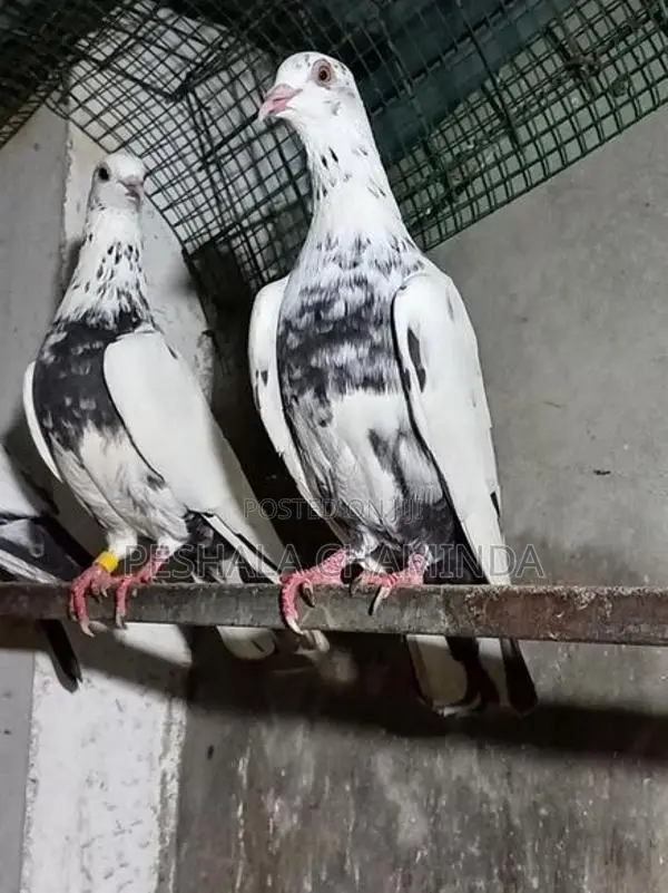 Pigeon