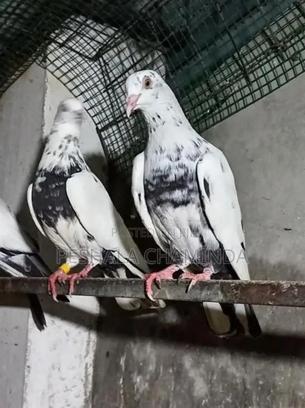 Pigeon