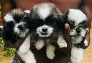 Shih Tzu Dog