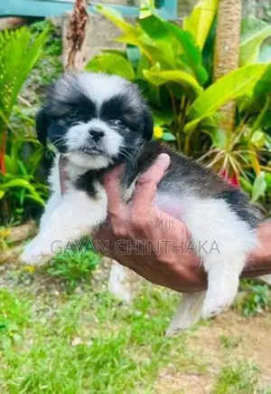 Shih Tzu Dog