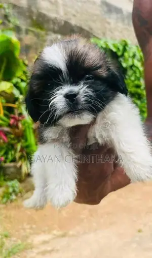 Shih Tzu Dog