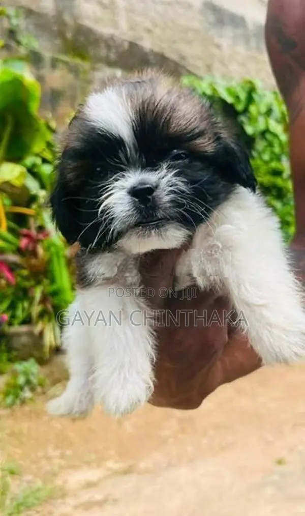 Shih Tzu Dog