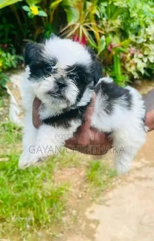 Shih Tzu Dog