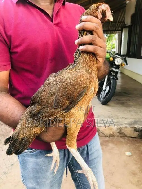 Pora Kikiliyo