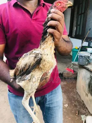 Pora Kikiliyo