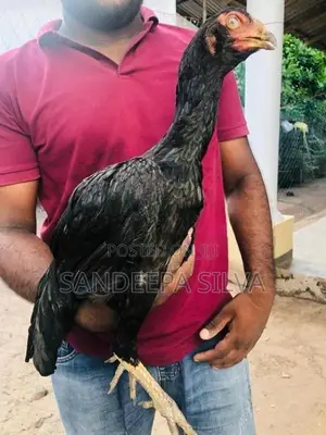 Pora Kikiliyo