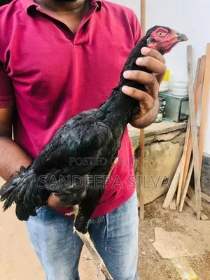 Pora Kikiliyo