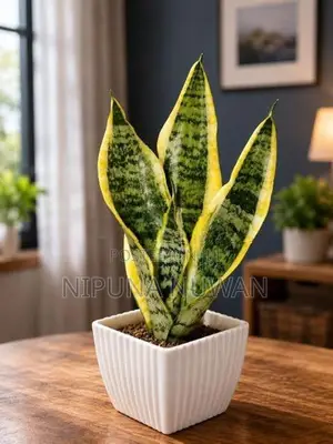 Snake Plants
