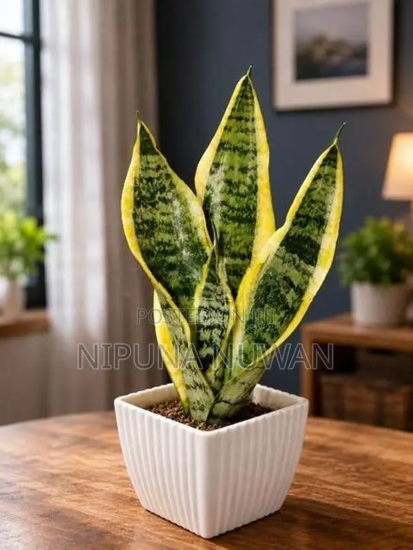 Snake Plants