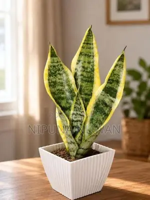 Snake Plants