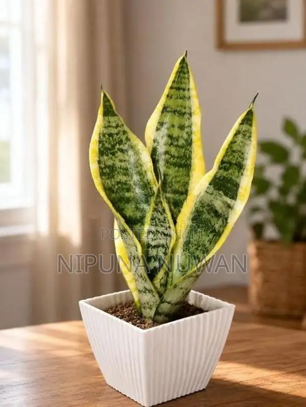 Snake Plants