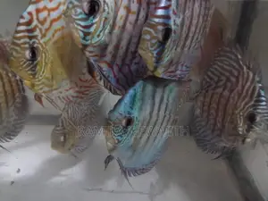 Discus Fish