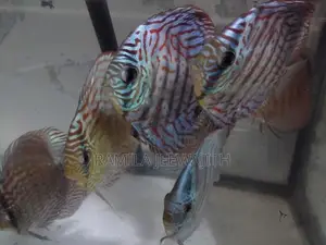 Discus Fish