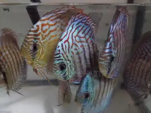 Discus Fish