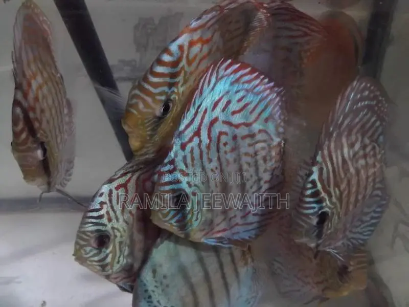Discus Fish