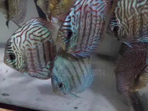 Discus Fish
